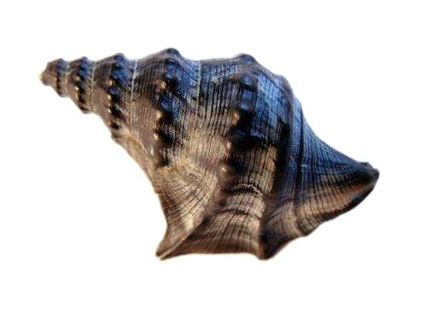 海螺免抠素材PSD分层