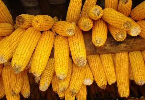 玉米图片