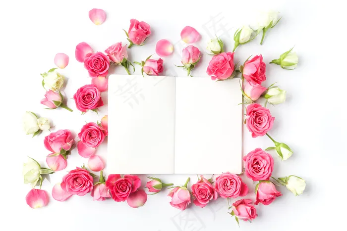 粉色玫瑰花静物设计素材