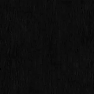 cypress tree 039 ...