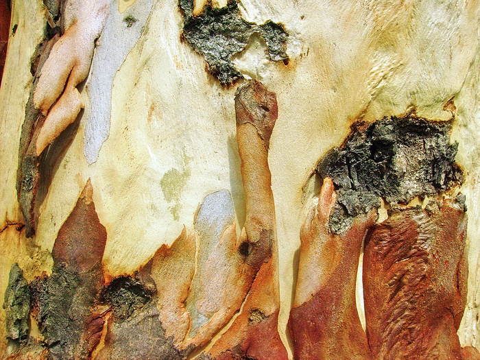 tree_bark_pine_te...