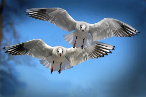 天空飞翔的海鸥