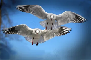 天空飞翔的海鸥