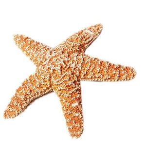 海星免抠素材PSD分层