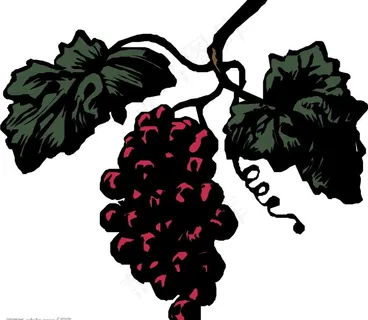 矢量葡萄图片