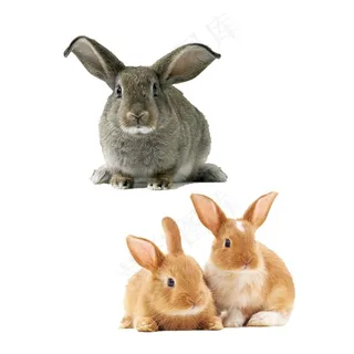 兔子 免抠素材PSD分层