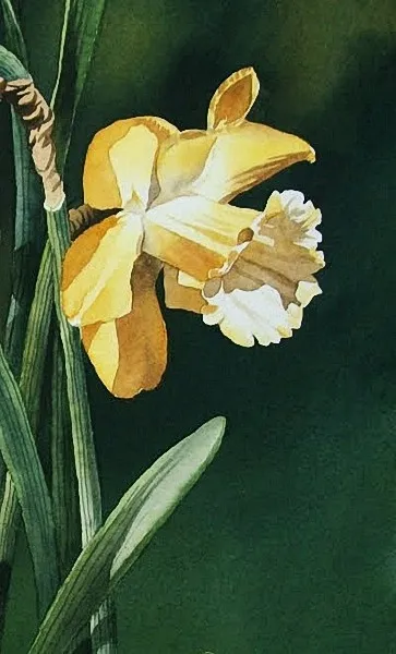 位图 写意花卉 植物 花朵 喇叭花...