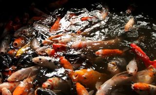 鱼儿 锦鲤 鱼类图片