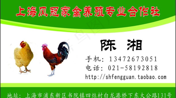 名片 鸡 养殖 家禽图片