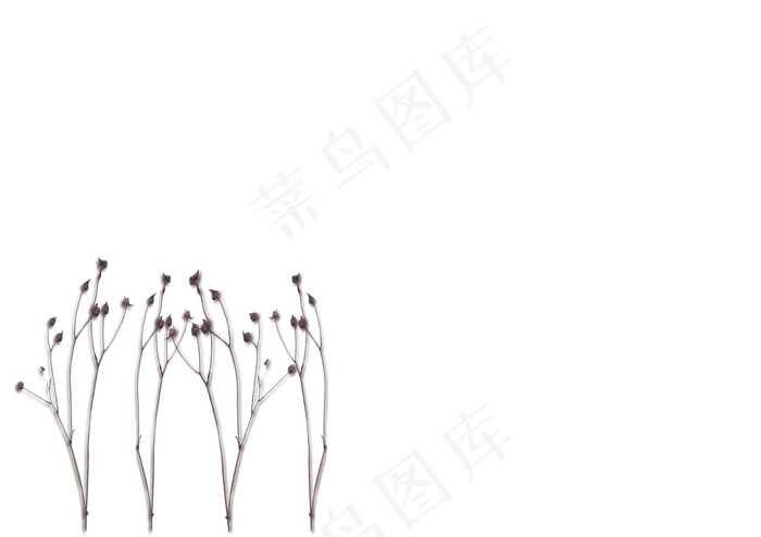 简约干花壁纸背景