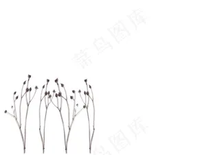 简约干花壁纸背景