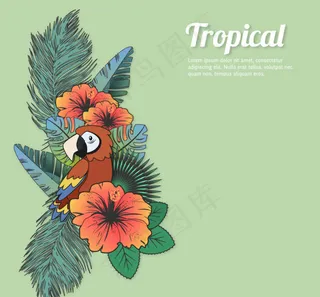 金刚鹦鹉和扶桑花