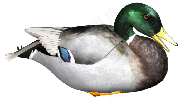 动物免抠png图片ps素材飞鸟