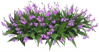 高清免抠植物薮兰