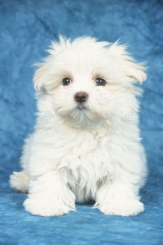 可爱的白色小狗图片