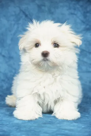 可爱的白色小狗图片