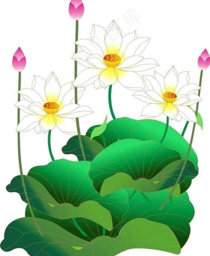 荷花图片cdr矢量模版下载