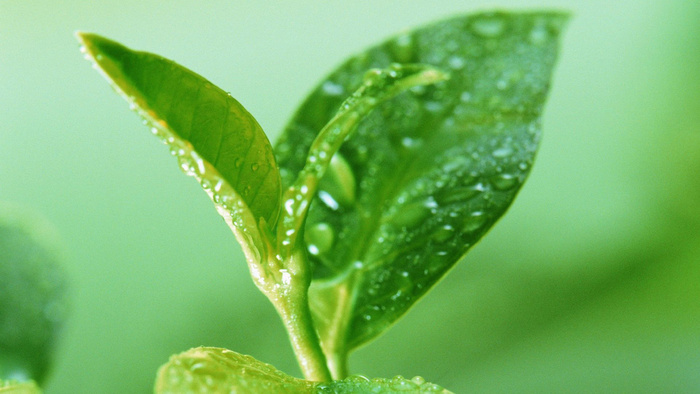 高清植物水滴自然图片背景