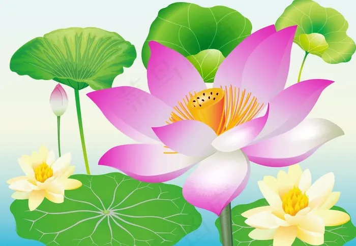 高清荷花图片