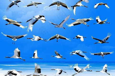 飞翔的丹顶鹤图片