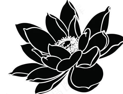荷花莲花头图片 荷花莲花头图片