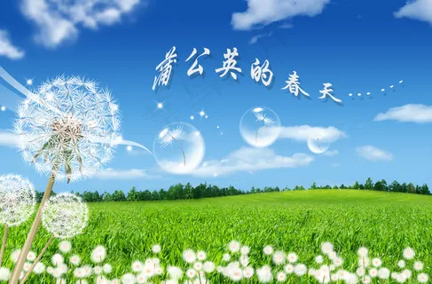 蒲公英的春天 蒲公英的春天