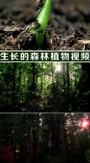 植物破土而出树木生长视频
