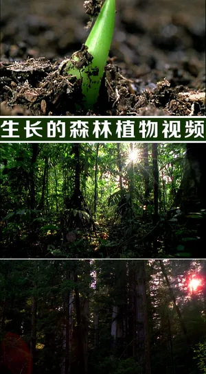 植物破土而出树木生长视频