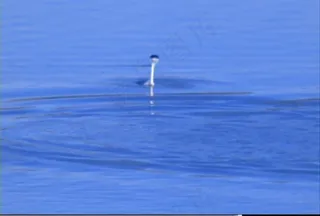 鸭子视频素材模板下载