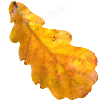 秋叶树叶落叶PNG免扣素材