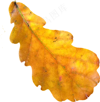 秋叶树叶落叶PNG免扣素材