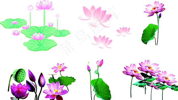 荷花素材图片