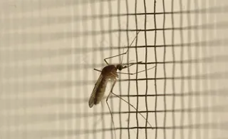 静止的蚊子图片