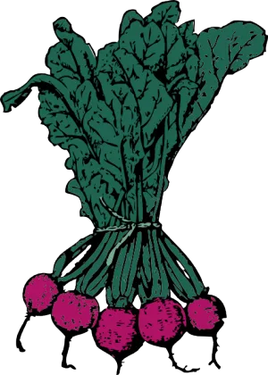 甜菜剪贴画