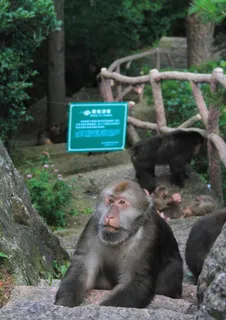 黄山猴子图片 黄山猴子图片