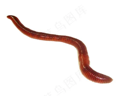蚯蚓免抠素材PSD分层