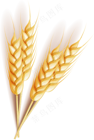 秋天丰收小麦稻谷农产品食物png免...