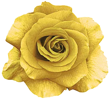 玫瑰花 动画 gif图片