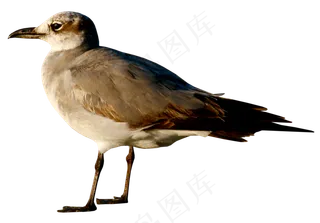 动物免抠png图片ps素材飞鸟