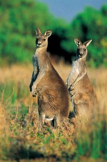 两只站立的袋鼠图片