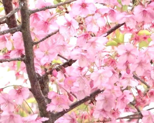 樱花