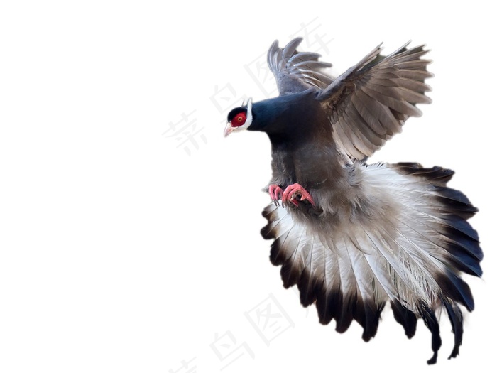 褐马鸡免抠素材PSD分层