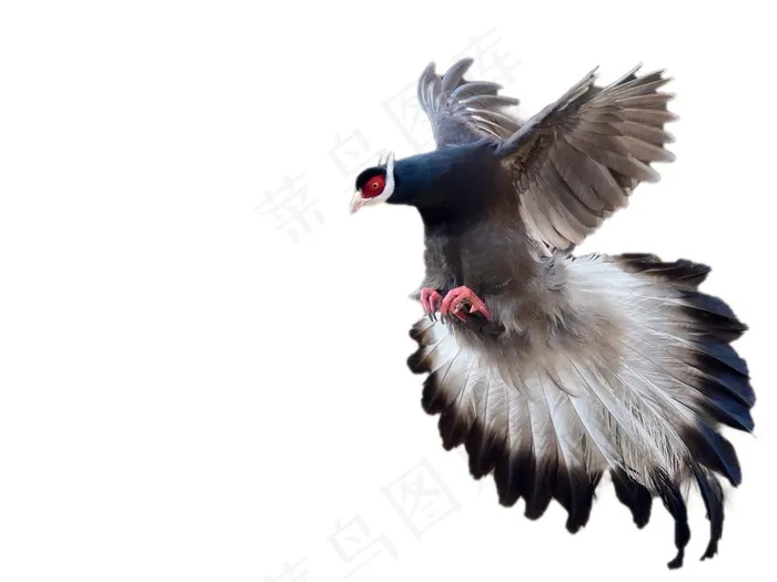 褐马鸡免抠素材PSD分层psd模版下载