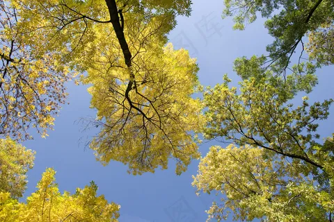秋天的树木在天空 秋天的树木在天空