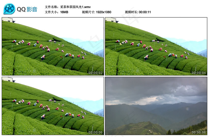 采茶和茶园风光视频素材