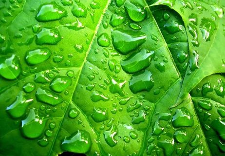 绿叶 水珠 水滴 露水图片