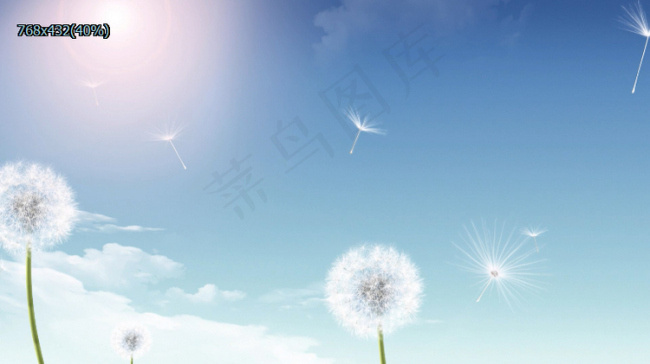 蒲公英