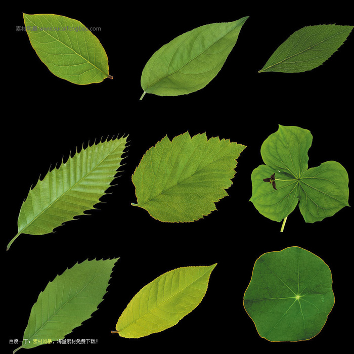 植物叶子psd格式