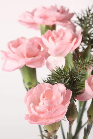 粉色植物玫瑰花