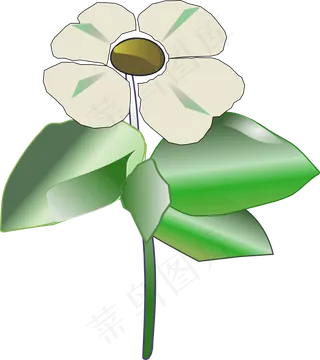 太平洋山茱萸山茱萸藻剪贴画